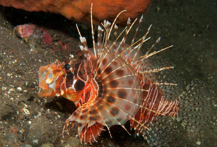 Yawning Zebra Lionfish