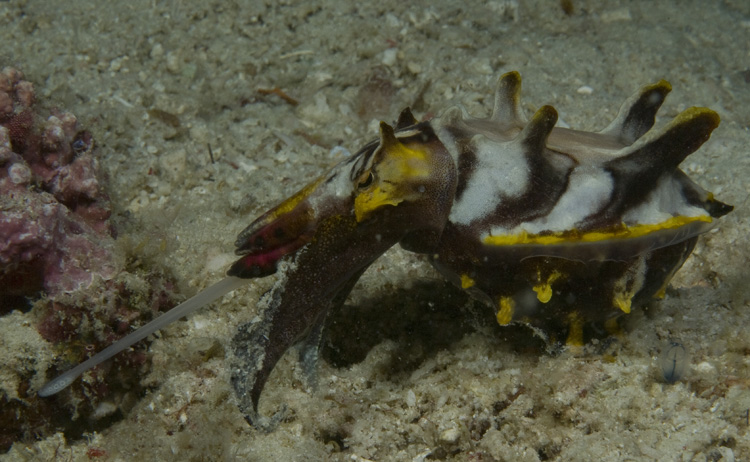 Flamboyant Cuttlefish