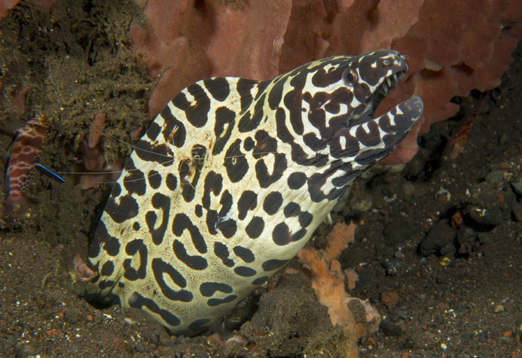 Giraffe Eel & Cleaner Shrimp