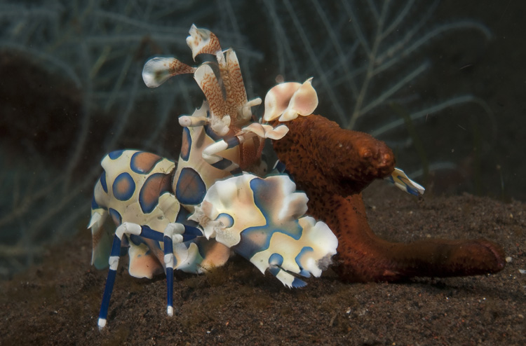 Harlequin Shrimp