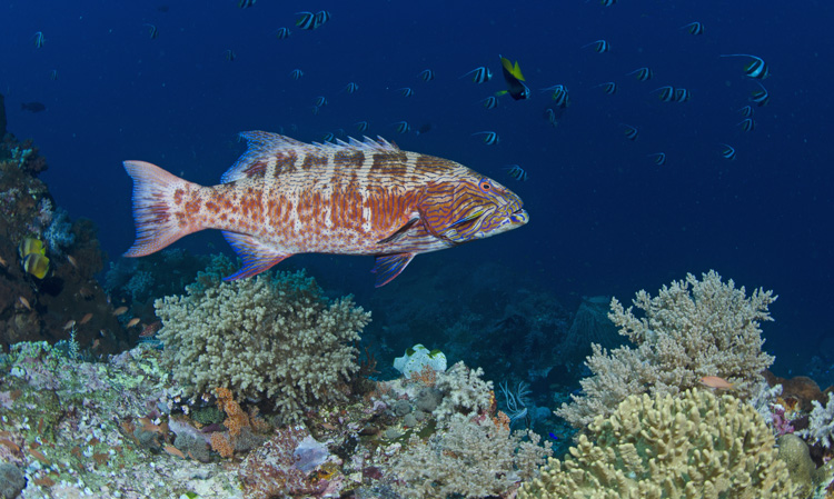 Highfin Coral Trout & Bannerfish School