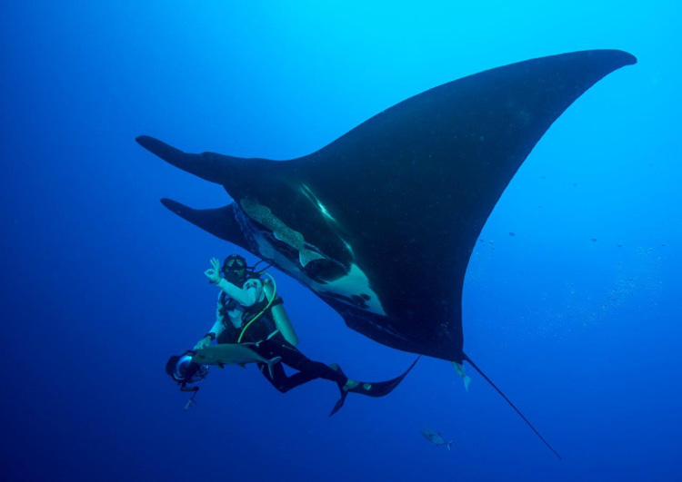 Giant Oceanic Manta Ray