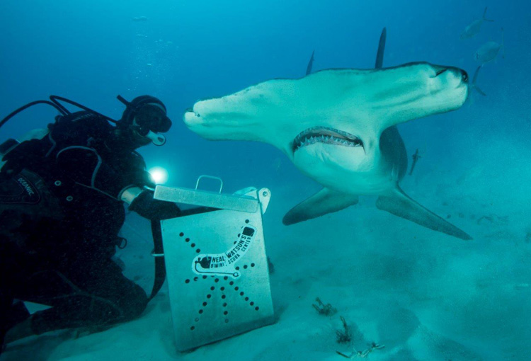 Great Hammerhead Shark