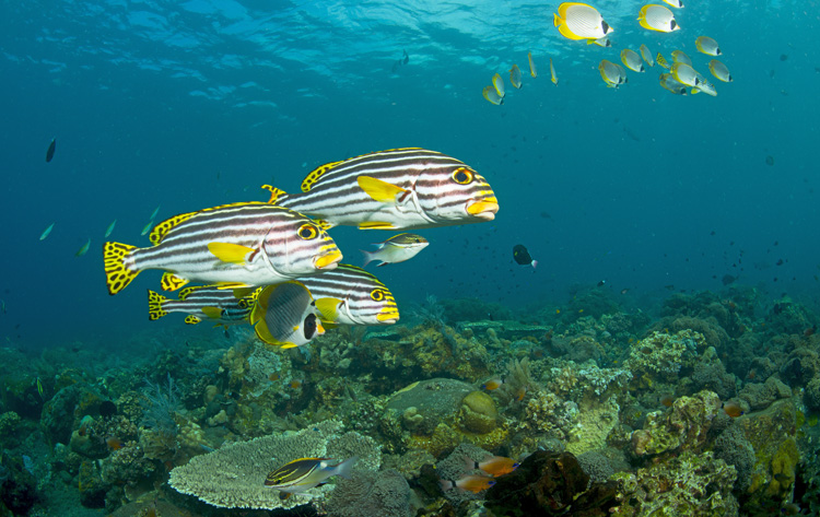 Oriental Sweetlips & Butterfly Fish School