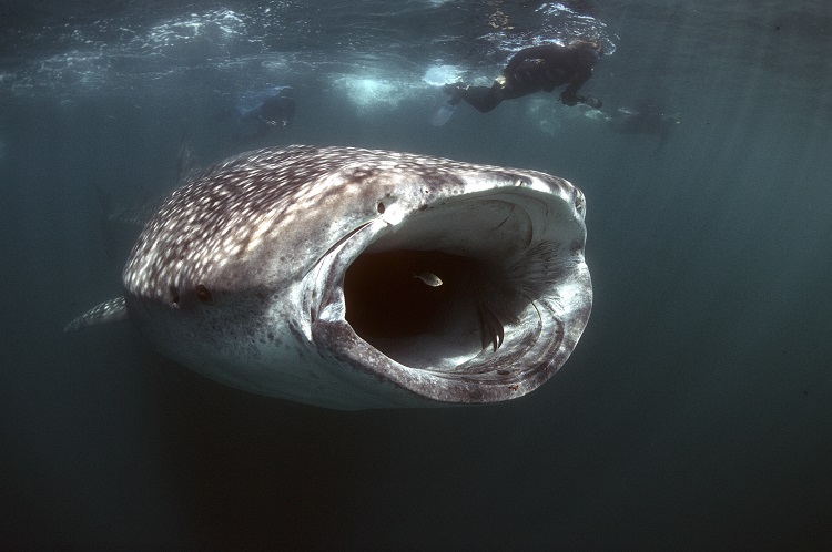 David & Goliath. The Feeding Whale Shark