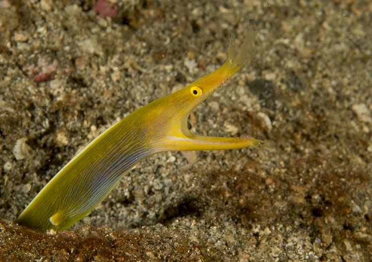 Snorkel Nosed Moray