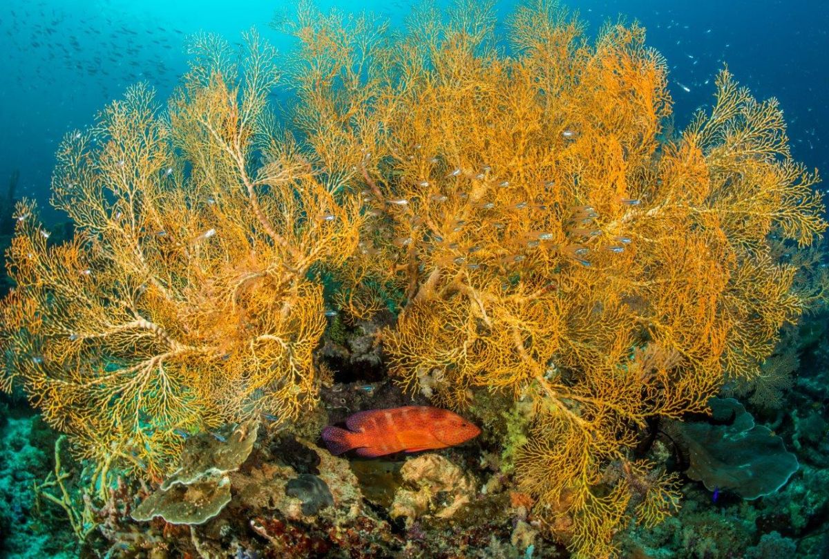Coral Cod & Glassfish Gorgonian Scene