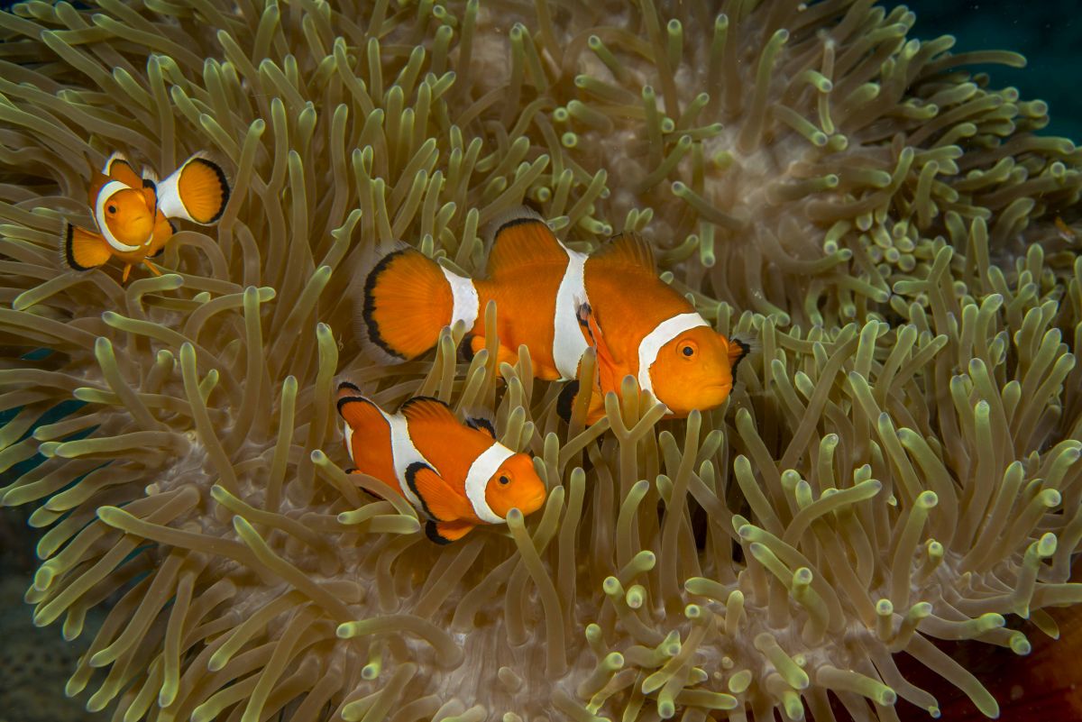 Nemo & Family