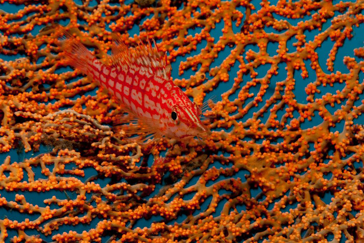 Long Nose Hawkfish & Gorgonian Coral