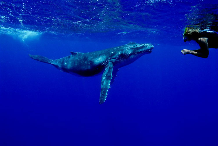 Humpback Whale Calf & Snorkeler