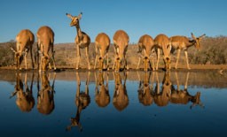 Africa Wildlife Safari - Zimanga KwaZulu South Africa