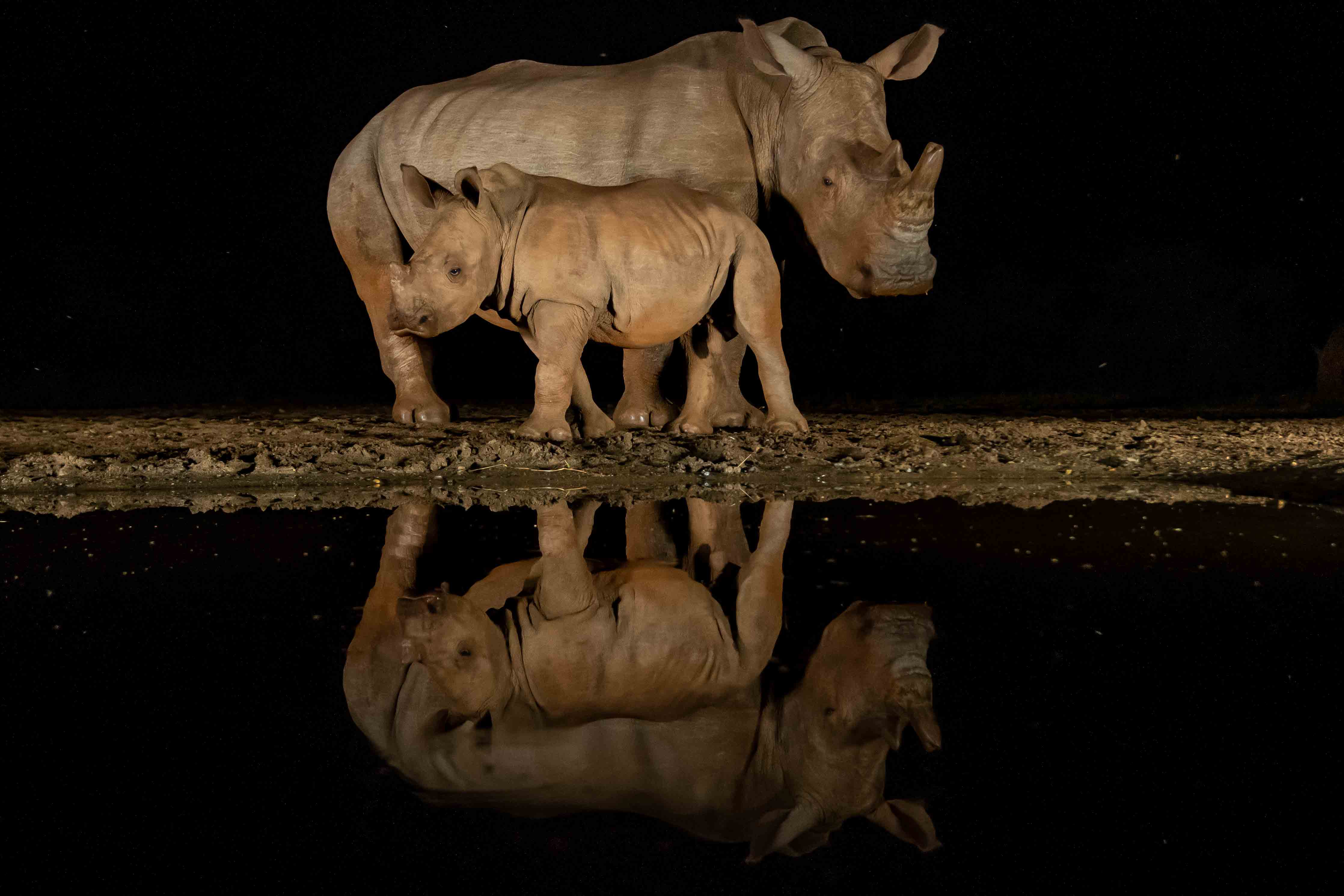 Africa Wildlife Safari - Zimanga - KwaZulu - South Africa